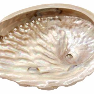Coquille d’Ormeau