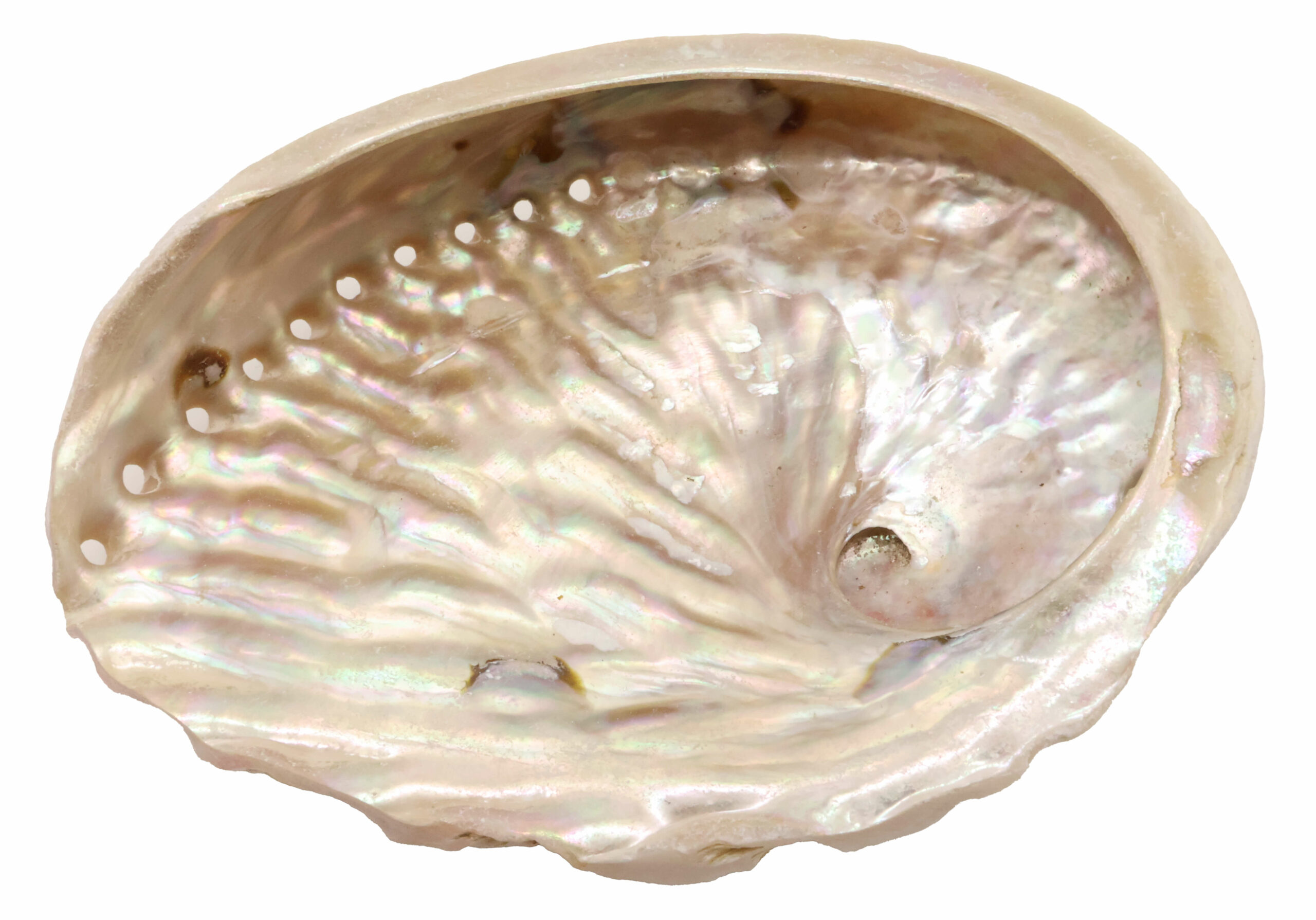 Coquille d'Ormeau